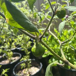 Chile Manzano / Chili Plant 