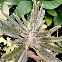 Kalanchoe Succulent Houseplant