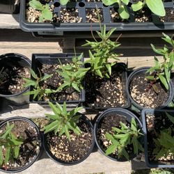 Purple Hopseed Bush Seedlings 