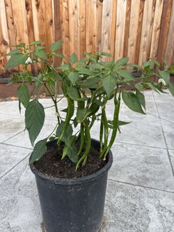 Fruiting Chili Plants / Erjingtiao Chili 