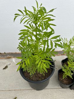 Cempasúchil-Marigold plants 🪴