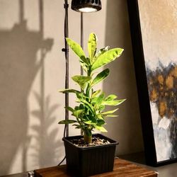Desert Rose Bonsai Succulent 