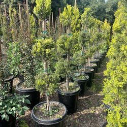 3 Ball Tier Lemon Cypress
