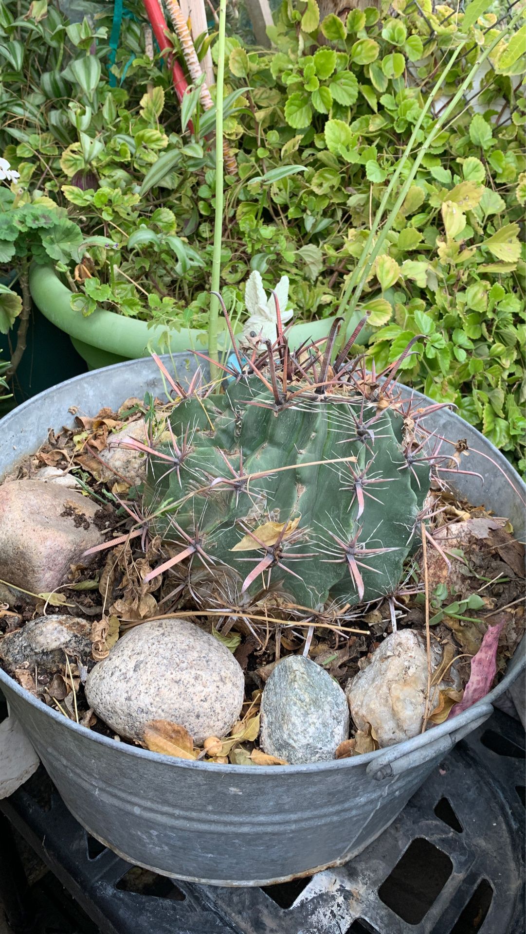 Cactus