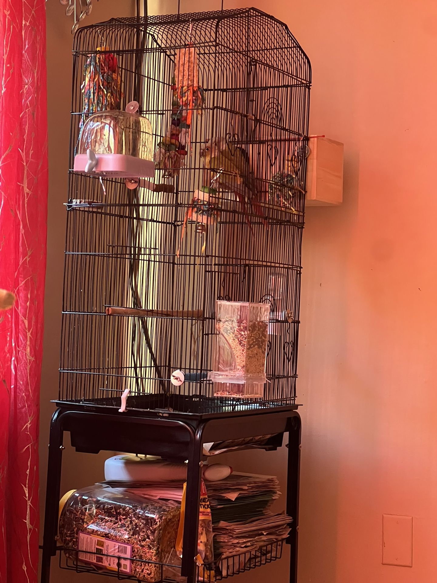 Green cheek conure