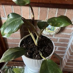 Philodendron 'White Knight' houseplant