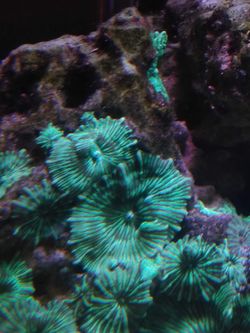 Corals for sale and or trade