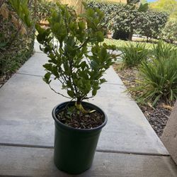 lime plant 