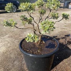 Pittosporum Tobira Variegated, Topiary 25 Gallons 