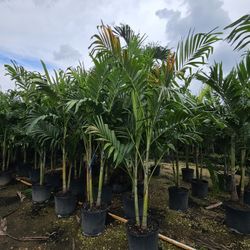 huge crhistmas palms about 8 feet tall Instant  Privacy  and decoration 
