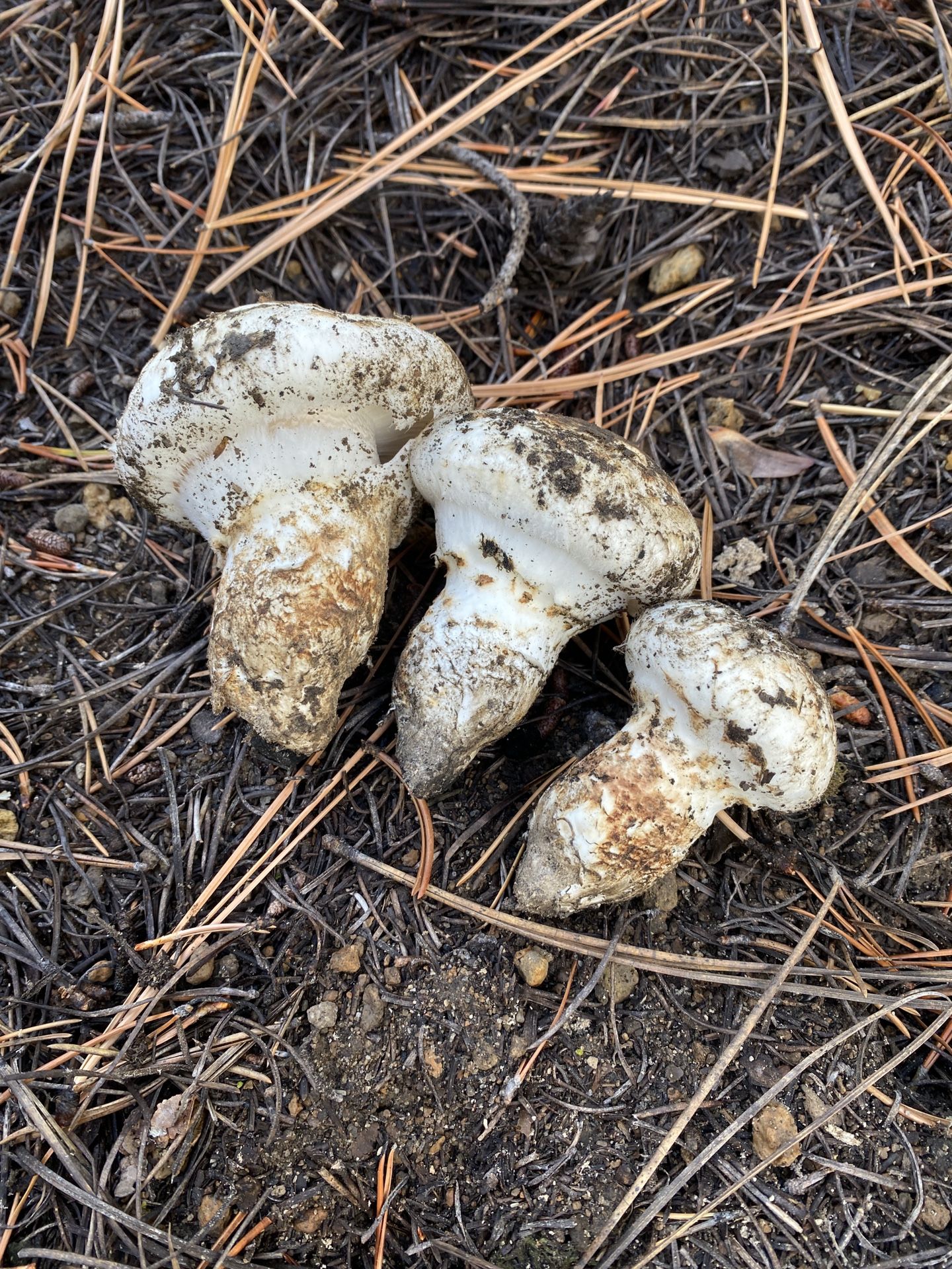 Matsutake Mushrooms
