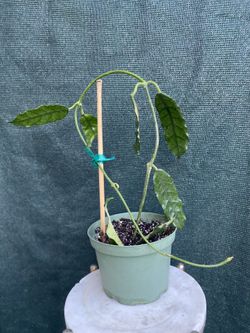 Hoya Globulosa Plant, In 6 Inch Pot Pick Up Only