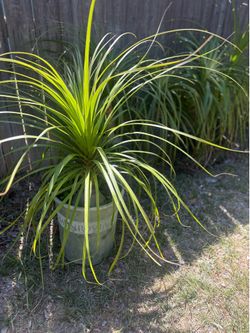 5G elephant foot palm