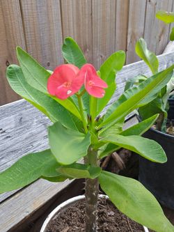 Crown of Thorns