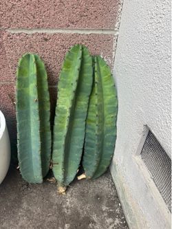 Cactus cutting 5$ each