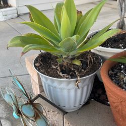 Free Plants 18”-30” Succulents Monsteras Elephant Ears