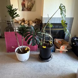Two Large Indoor Plants w/ Pots – Monstera & Dracaena