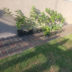 Guayabas, Arrayanes y  Chirimoyas Trees