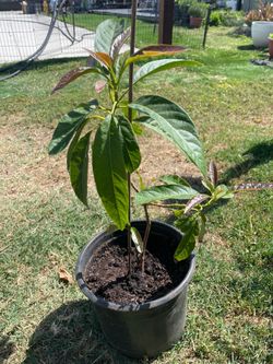 🥑 Home-Grown Young Avocado Plant – Established Plant