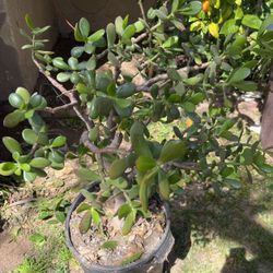 Jade In A Large Pot Decorative 