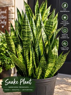 Snake Plant Sansevieria zeylanica