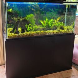 70 Gallon Fish Tank & Stand + Accessories 
