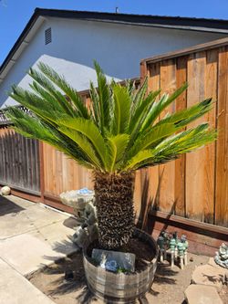 Sago Palm Tree