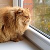 Big Fat Fluffy Cat