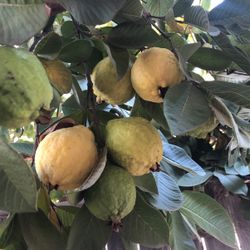 Guayabas Guavas! My Tree Is Is Flooded With Them. Selling For The Low!