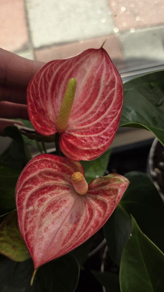 Red Anthurium Blooming Plant