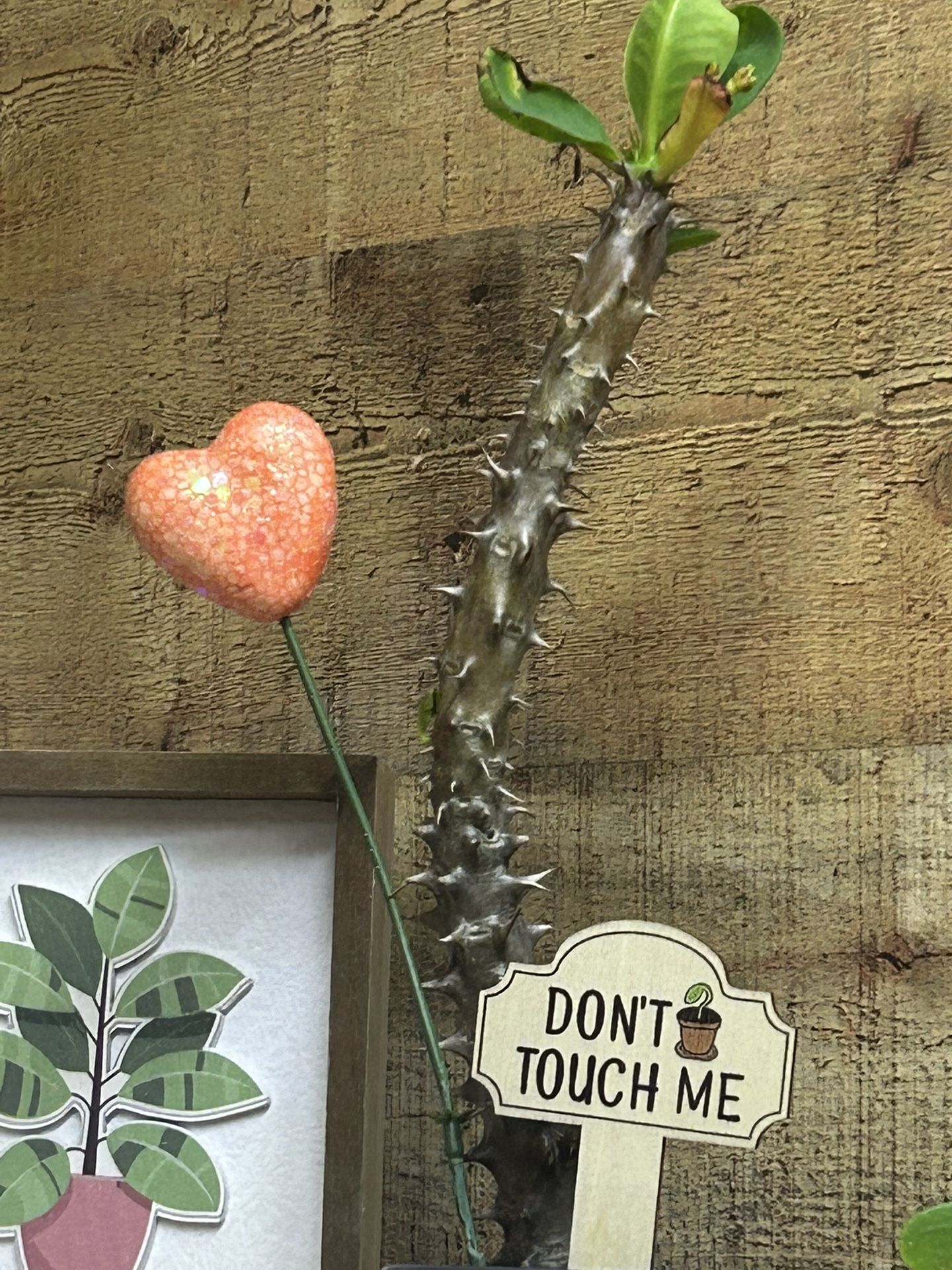 Ocotillo (Fouquieria splendens) 