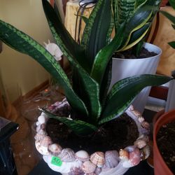 Snake Plants, Each $30