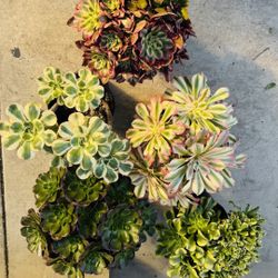 $200 All 5 Big Clusters Aeonium 