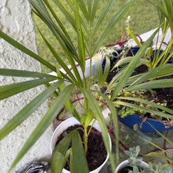 Palm Plant With White Planter 10$