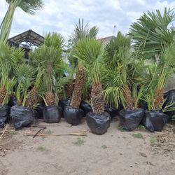 Texas Sabal & Mediterranean Fan Palms