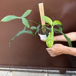 6” philodendron 69686