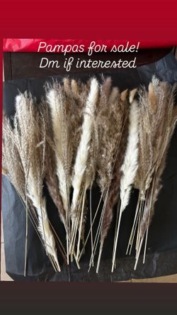Pampas