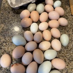 Fresh Organic Fertilized Chicken Eggs To Eat 