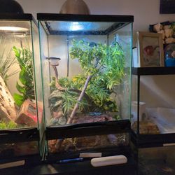 Reptiles With Enclosures And Lights