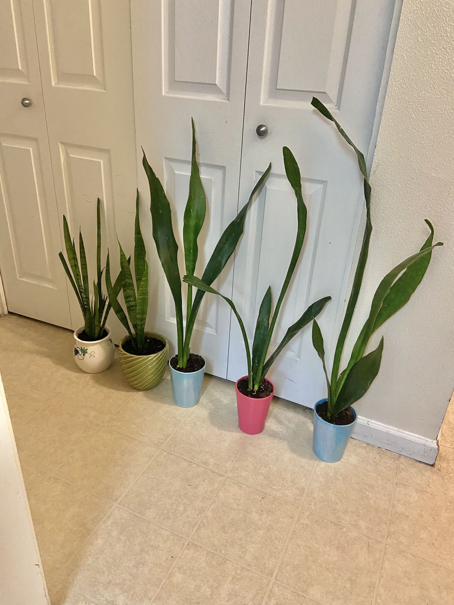 Snake Plants