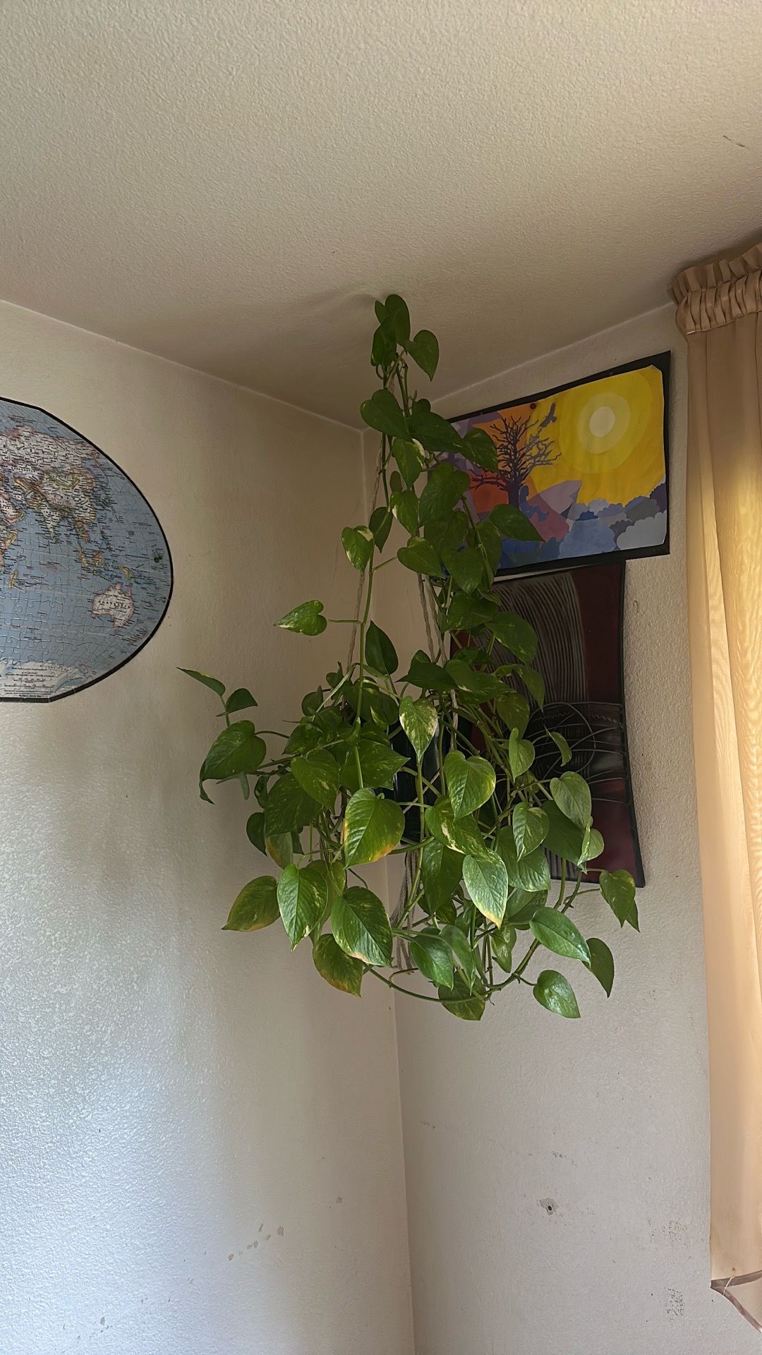 Hanging house plant