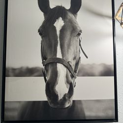 Horse Canvas 