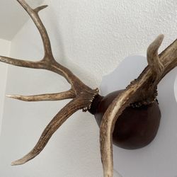 Antler Mount - Wall Decor 