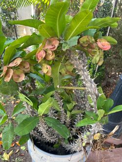 Plant Big size Corona de Cristo