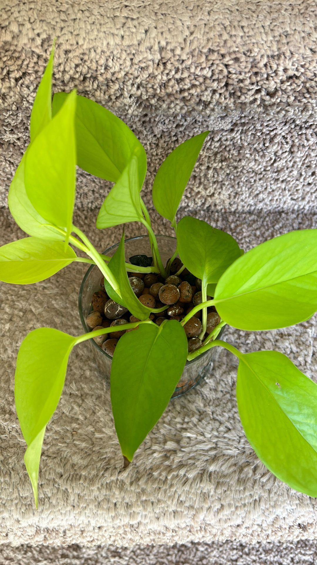 Neon potho Fully Rooted In Leca