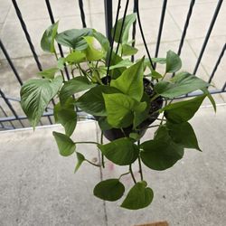 Neon Pothos W/Light Variegation 