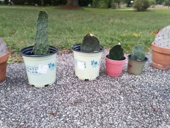 Opuntia Cactus Pads