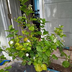 Jasmine Plant Full Of New Buds Come Pick One