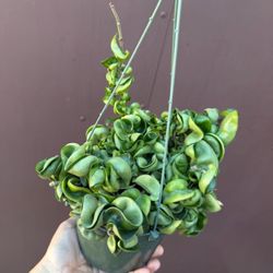 6” hindu rope hoya 