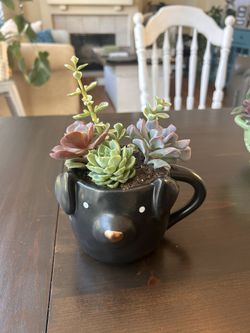 Succulents